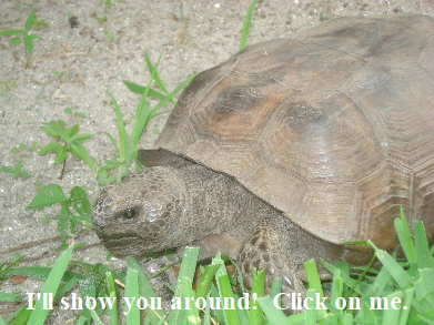 Resident Turtle at Barefoot Beach